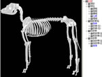 uDog Skeleton@ihbOXPgjv@i